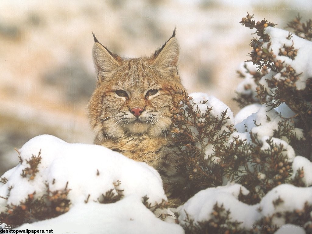 Lynx in snowy shrub