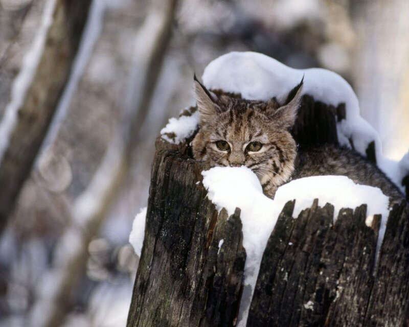 Lynx in snowy stump