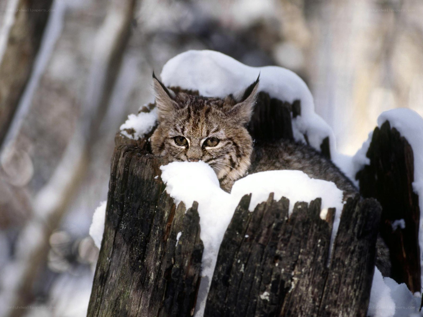 Lynx in snowy stump