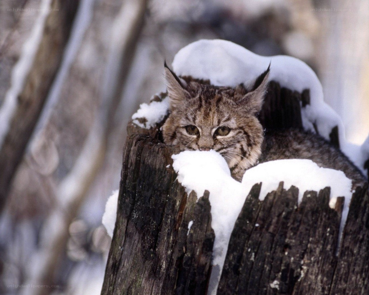 Lynx in snowy tree stump
