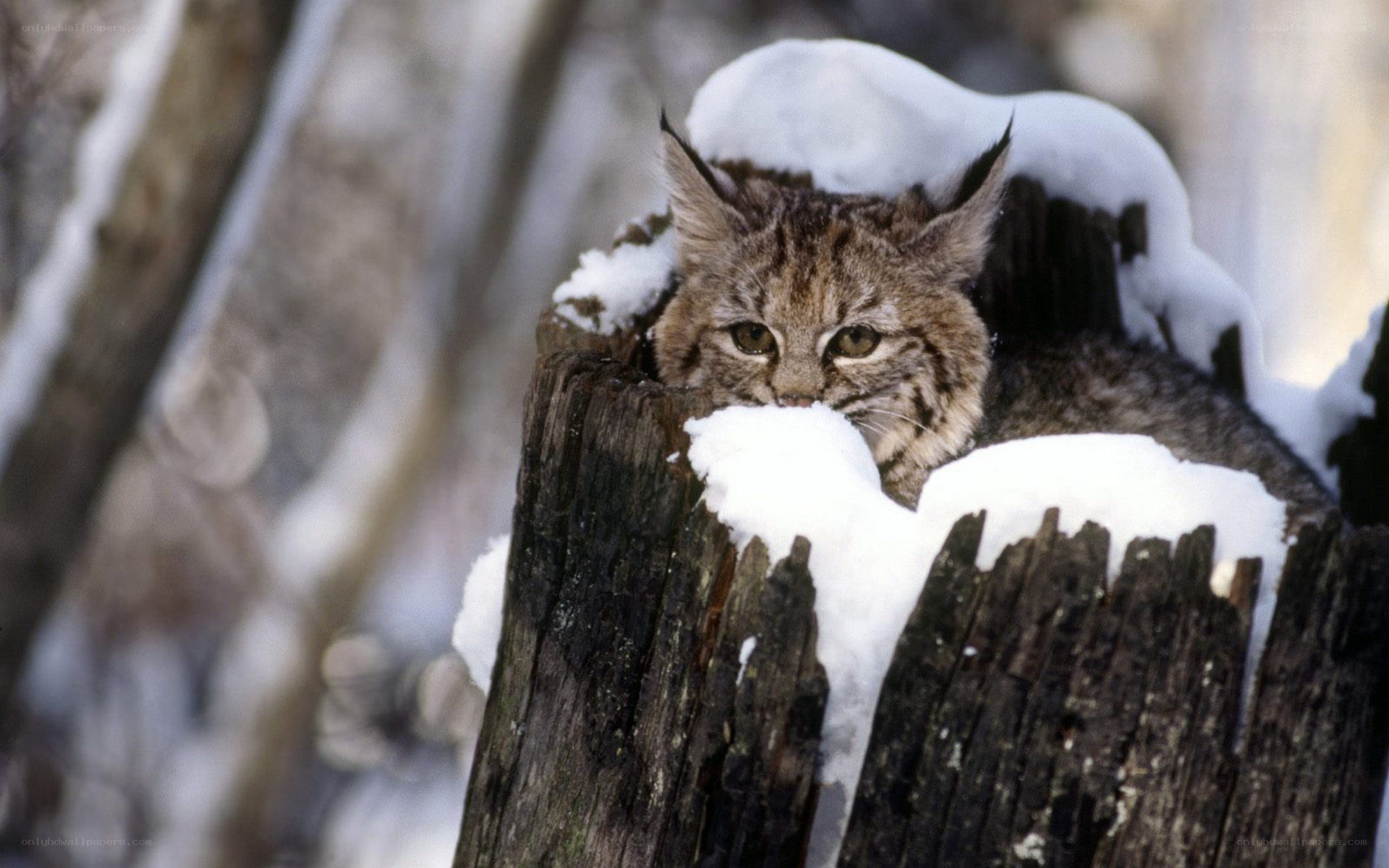 Lynx in snowy tree stump