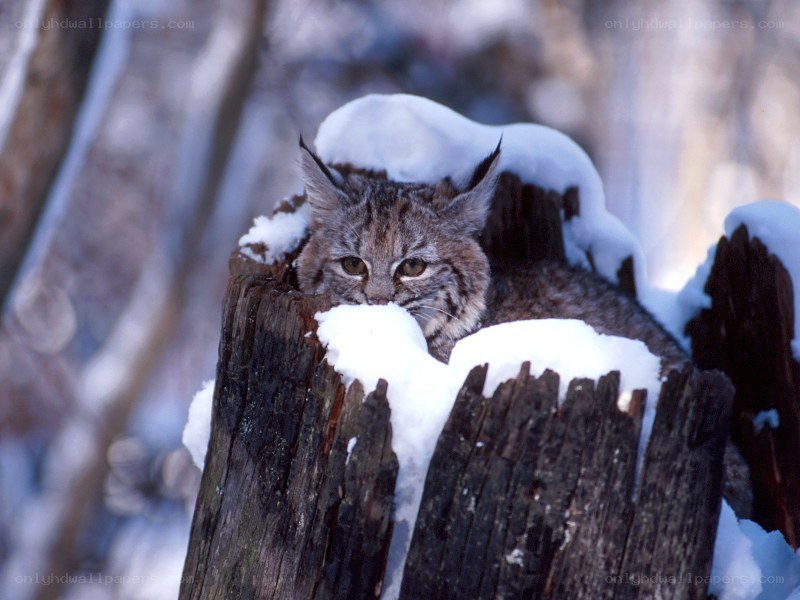 Lynx in snowy tree stump