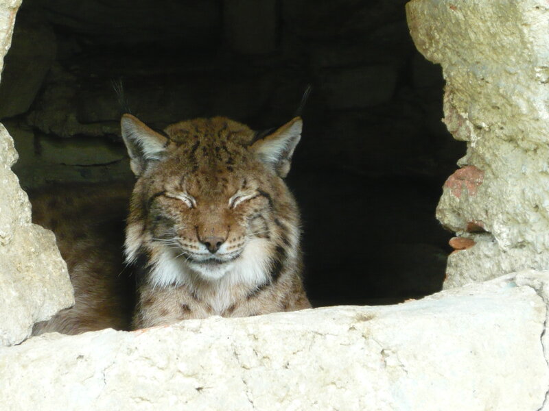 Lynx in Stone Shelter