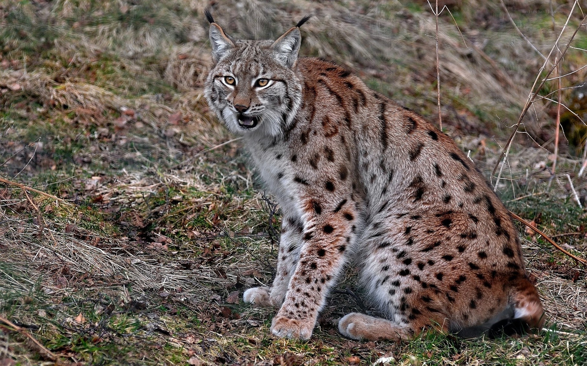 Lynx in the forest