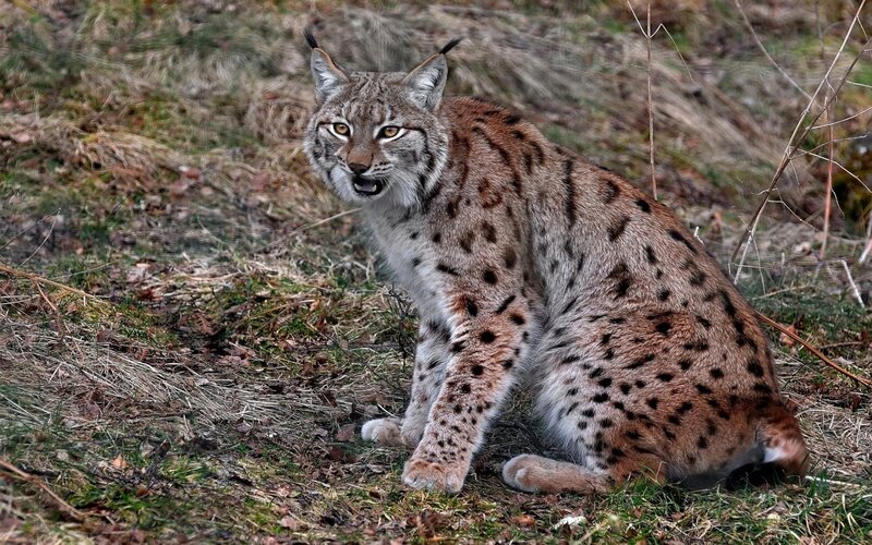 Lynx in the forest