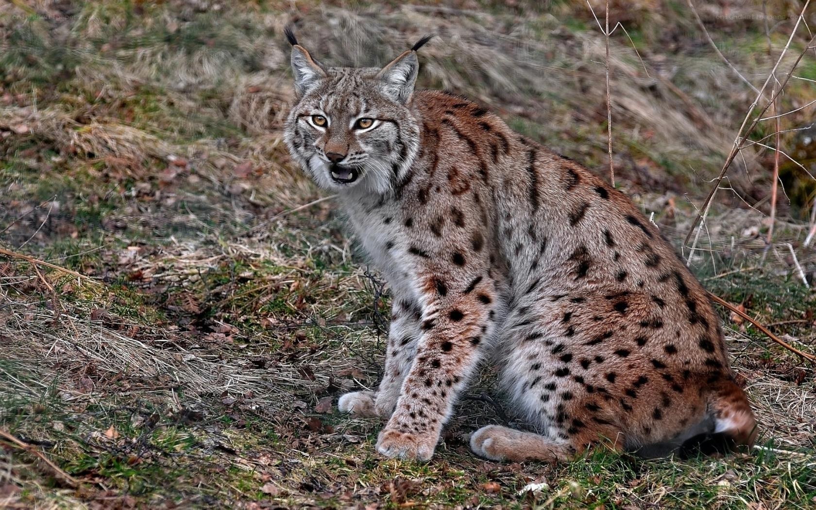 Lynx in the forest