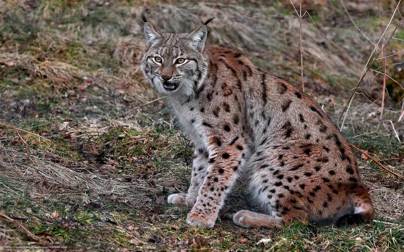 Lynx in the forest