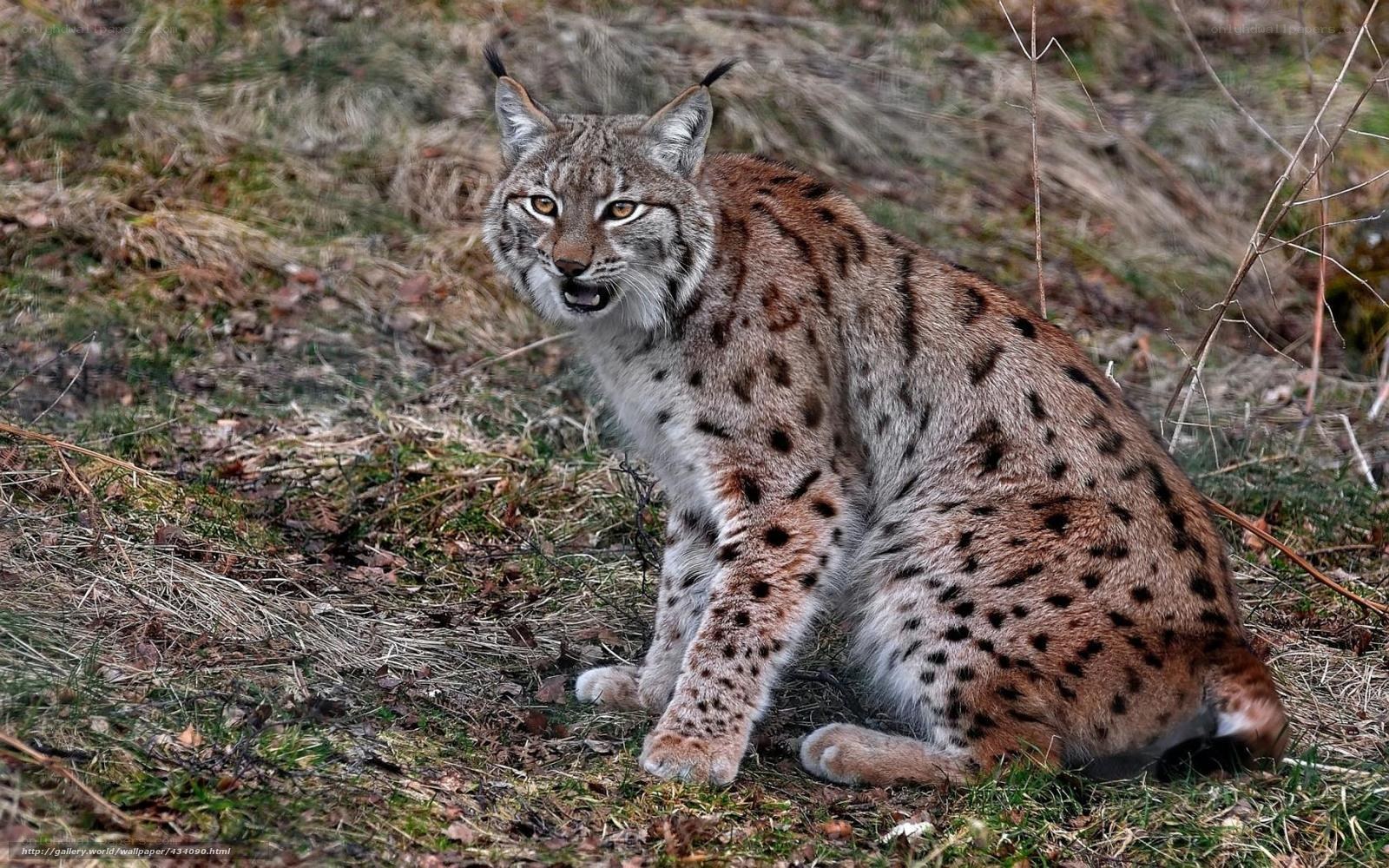 Lynx in the forest