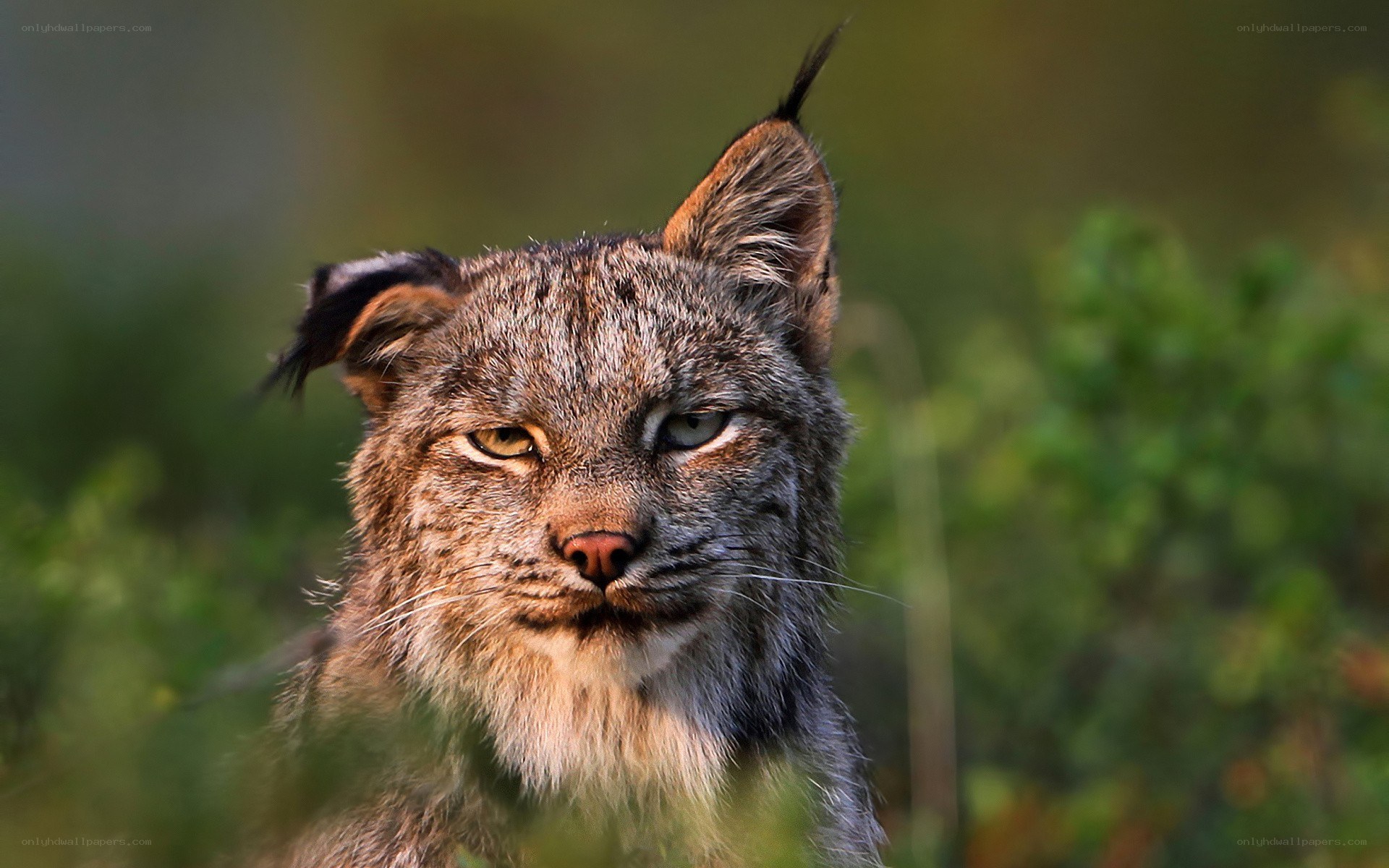 Lynx in the forest