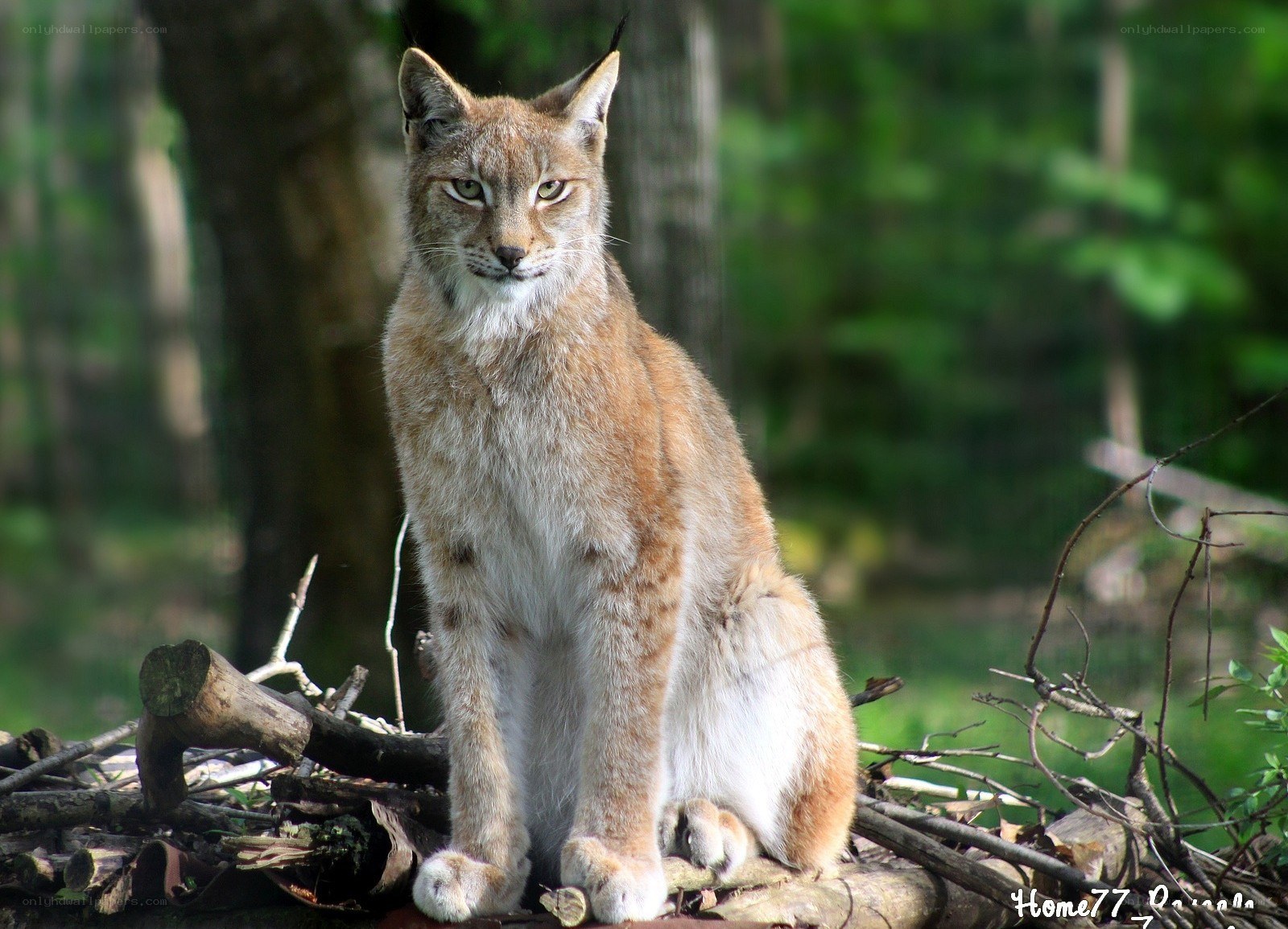 Lynx in the forest