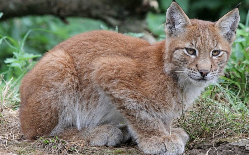 Lynx in the forest