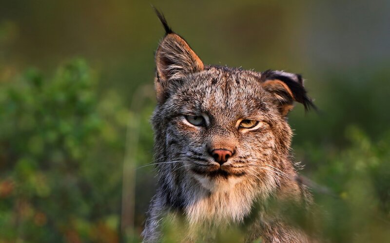 Lynx in the forest