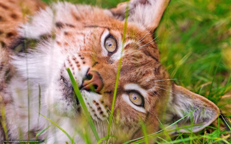 Lynx in the grass