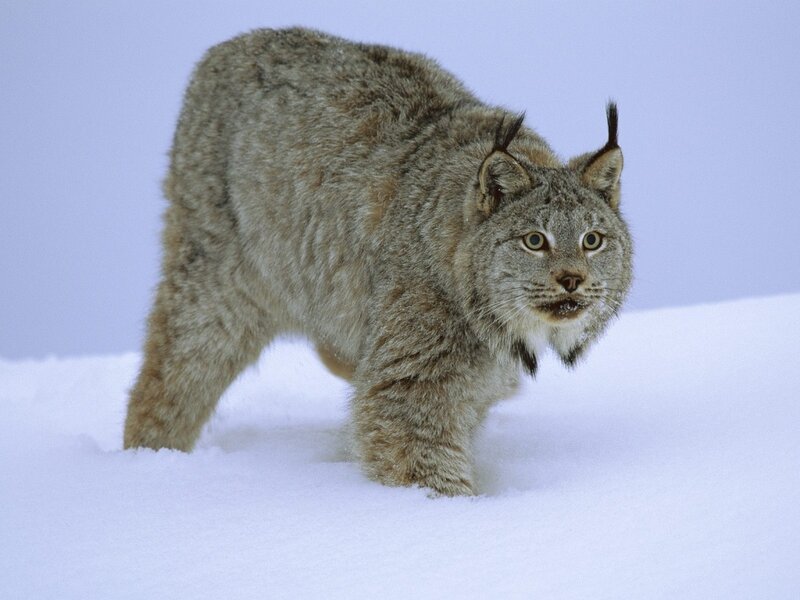 Lynx in the snow
