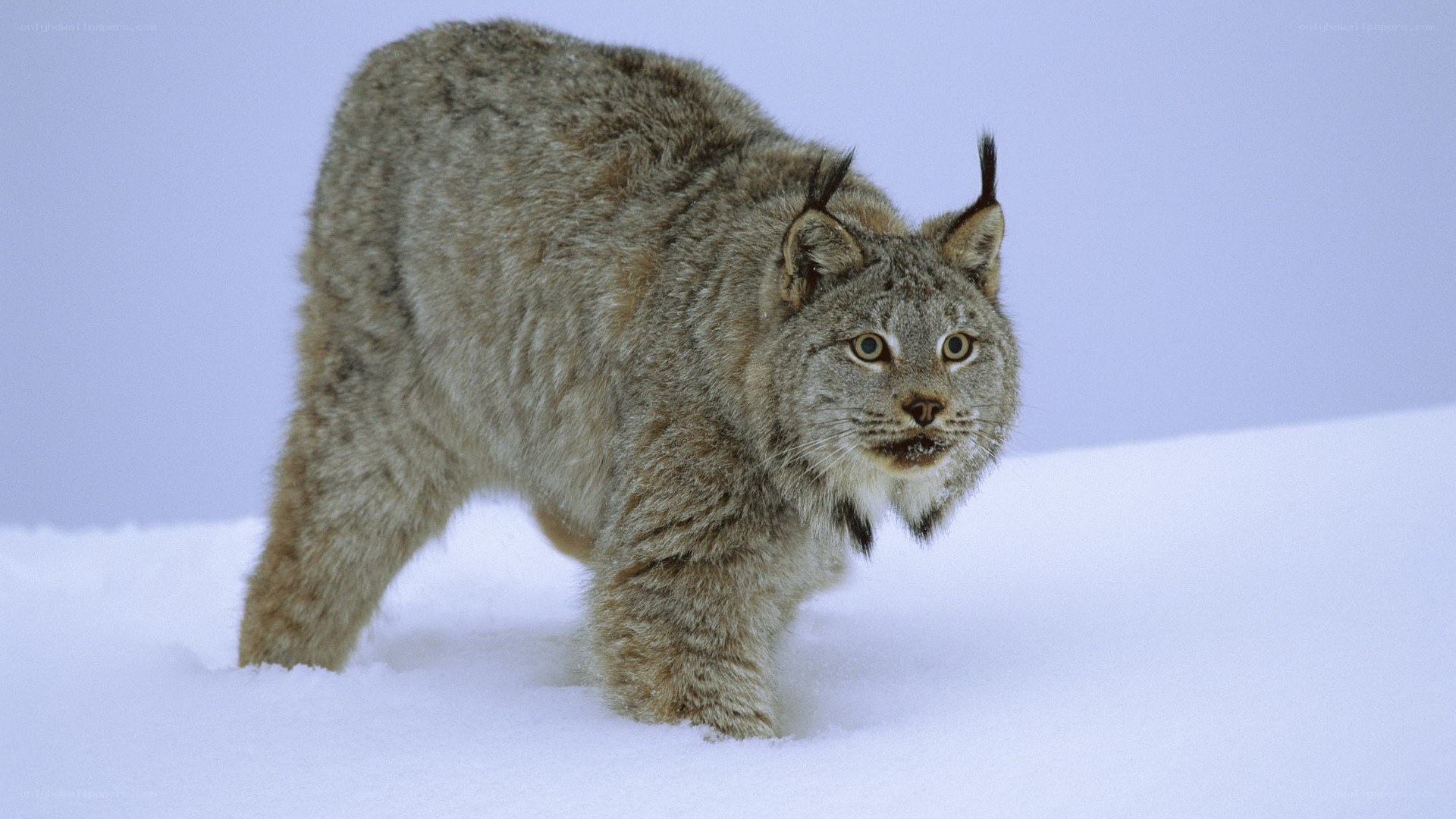 Lynx in the snow