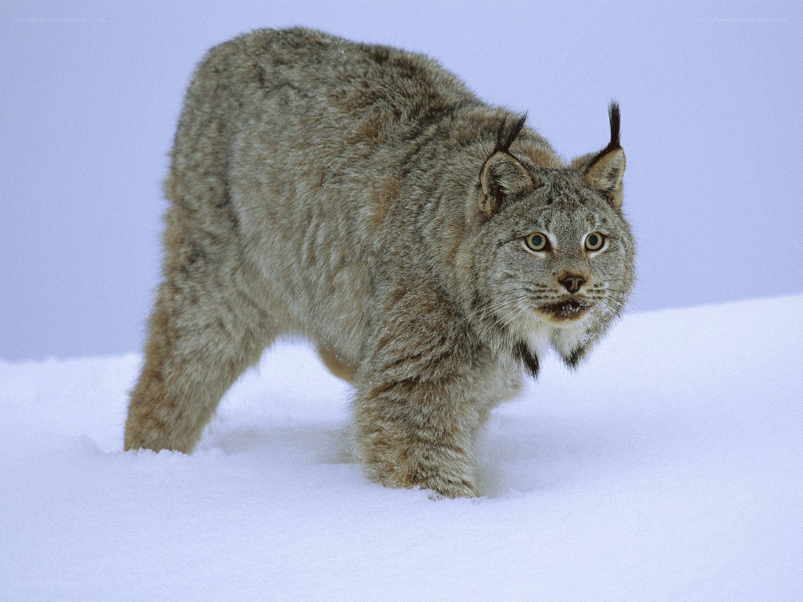 Lynx in the snow