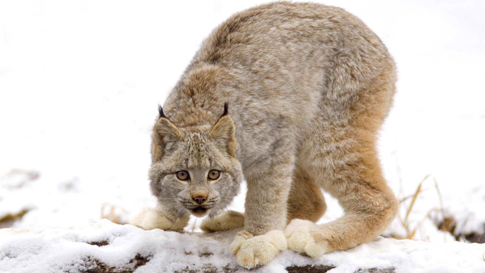 Lynx in the snow