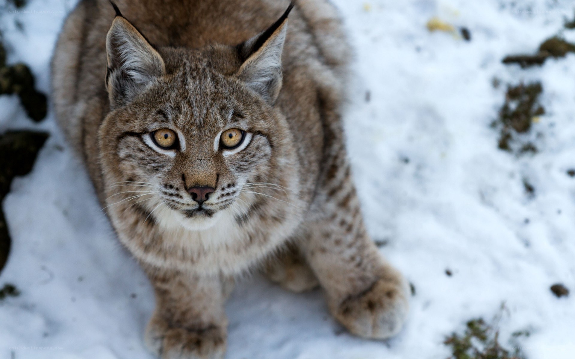 Lynx in the snow