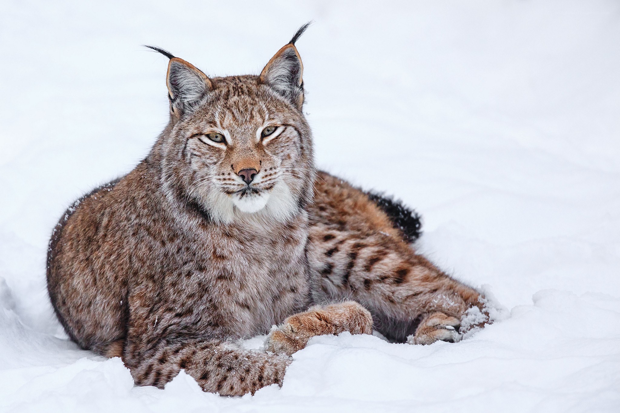 Lynx in the snow