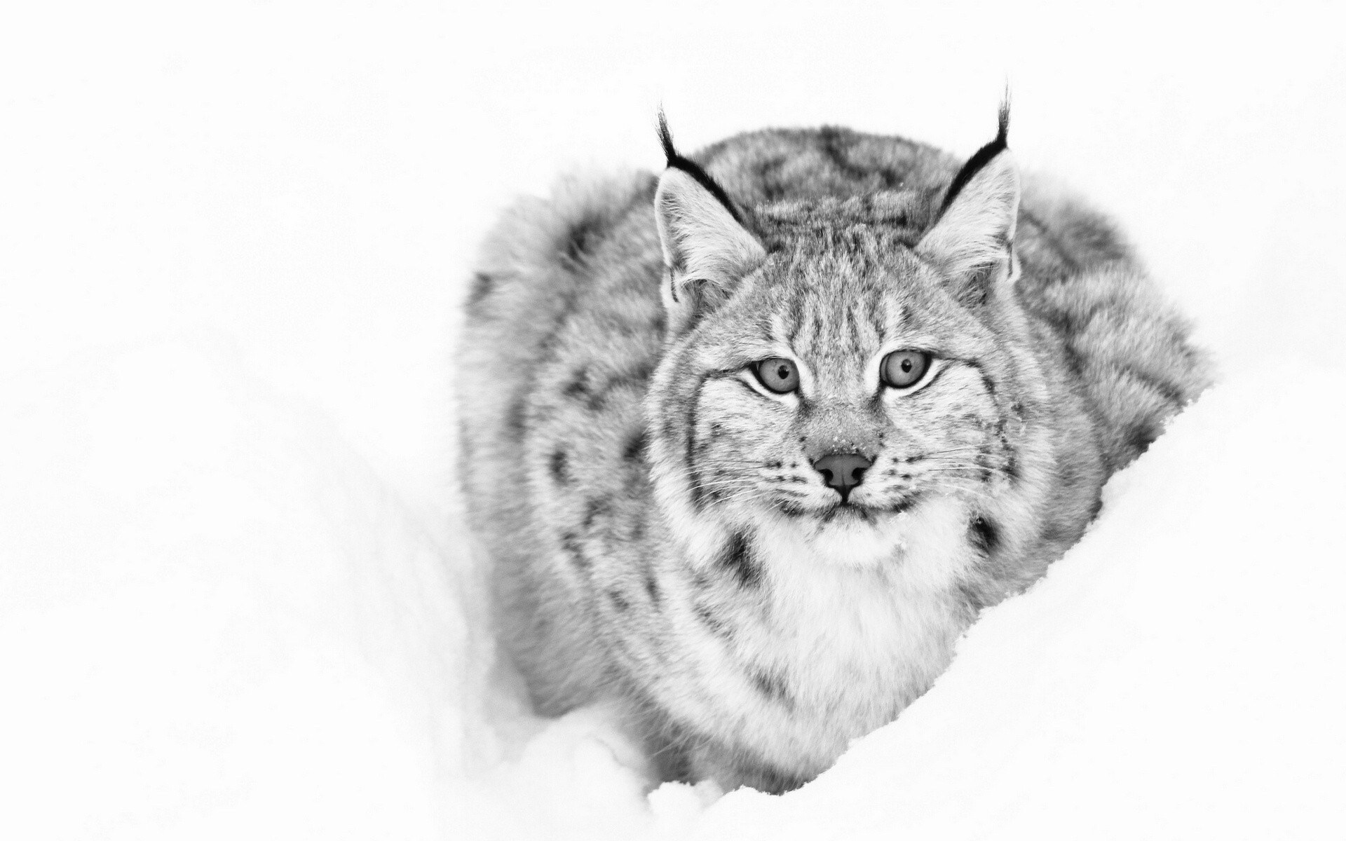 Lynx in the snow