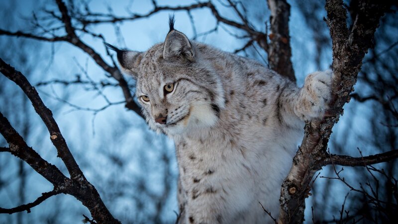 Lynx in Tree — Gray