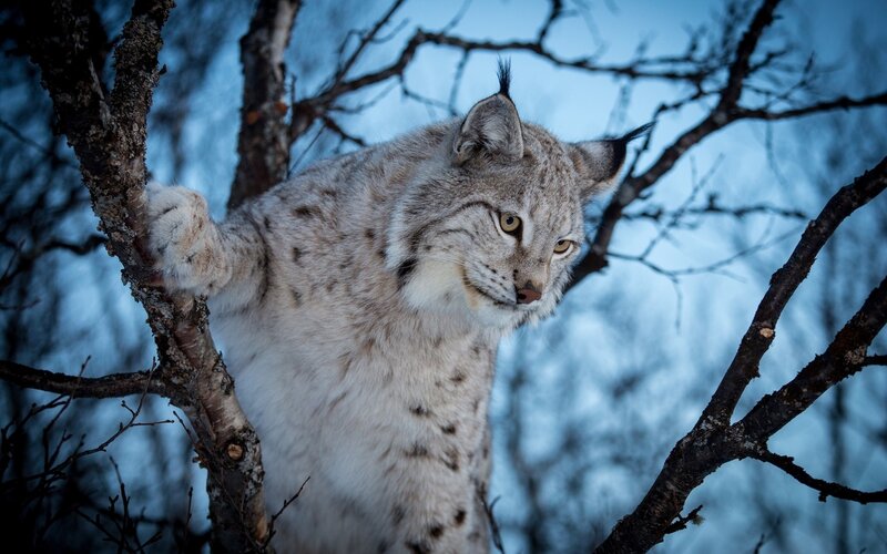Lynx in Tree