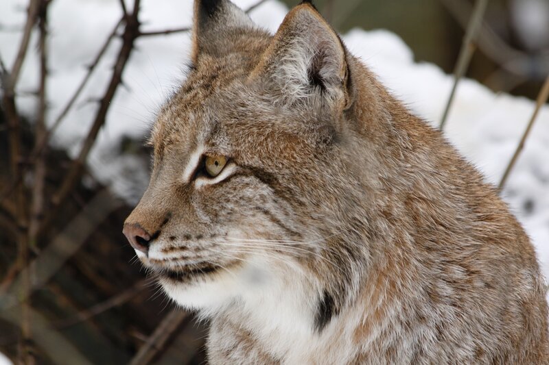 Lynx in Winter — Brown