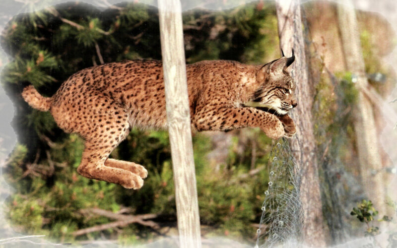 Lynx Jumping Through Air