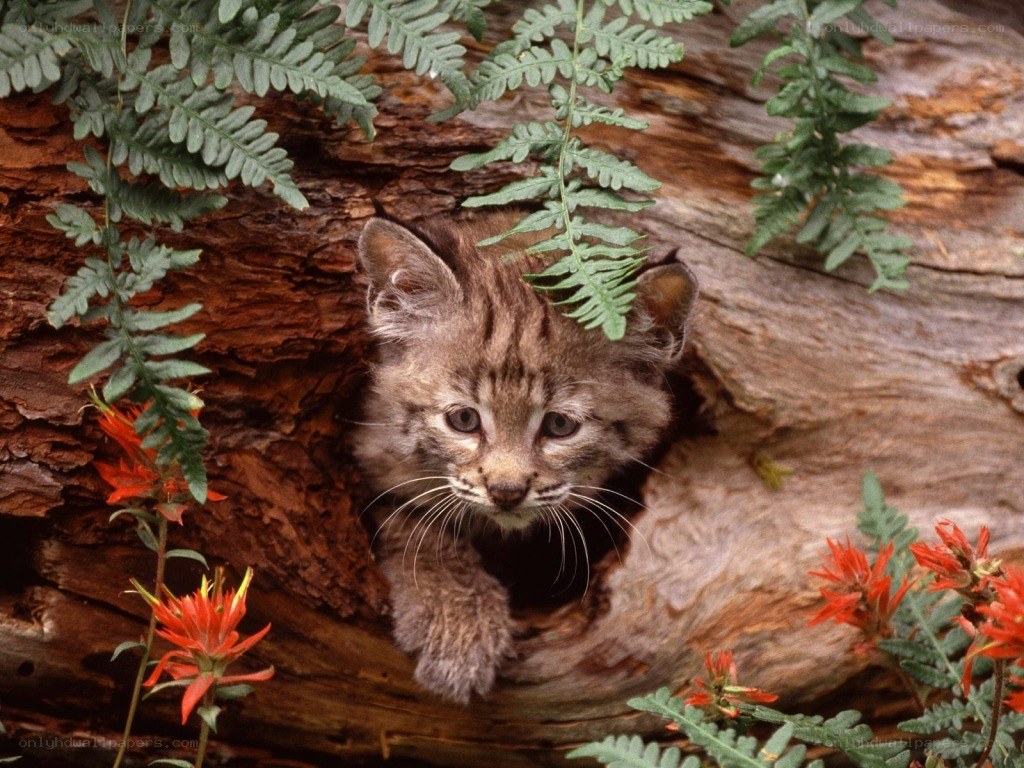 Lynx kitten in a hollow log