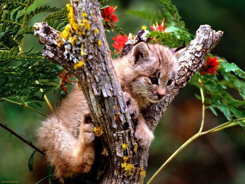 Lynx kitten in a tree