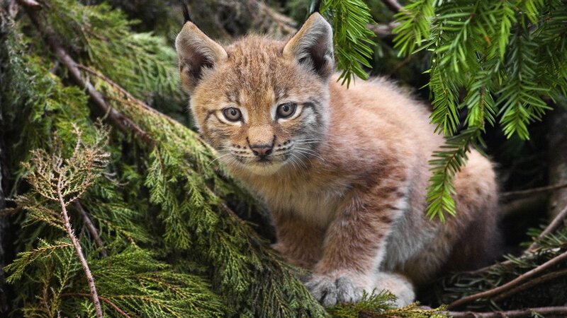 Lynx Kitten in Branches — Brown, Calm, Photograph, Needles
