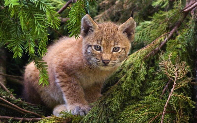 Lynx Kitten in Branches — Brown, Calm, Photograph