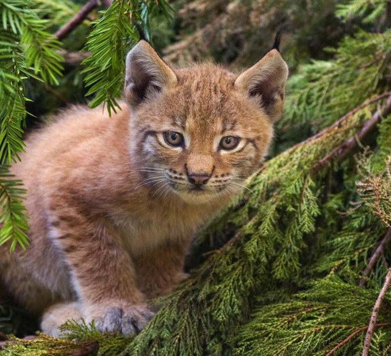 Lynx Kitten in Branches — Brown, Curious