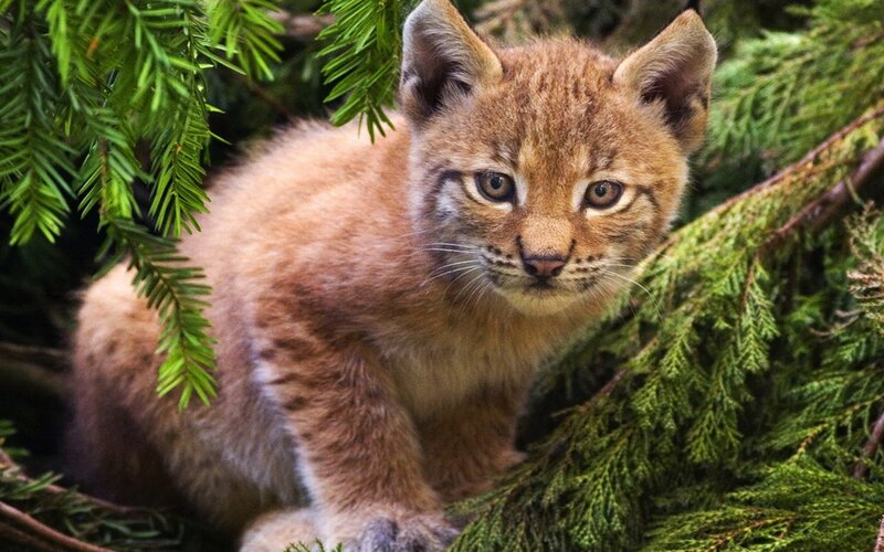 Lynx Kitten in Branches