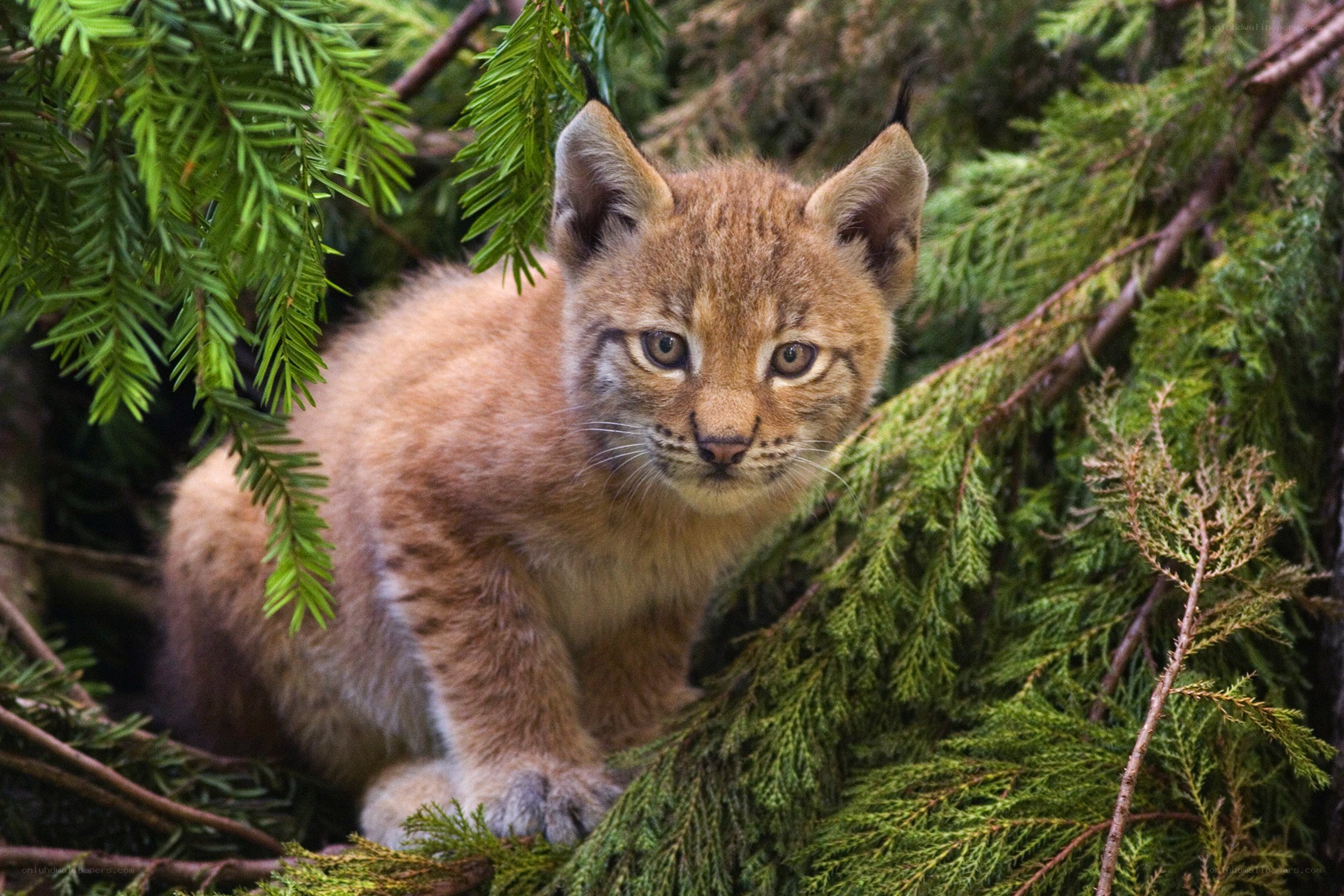 Lynx kitten in evergreen branches