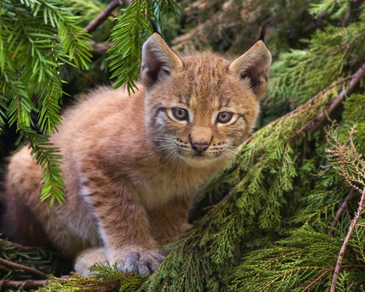 Lynx kitten in evergreen branches