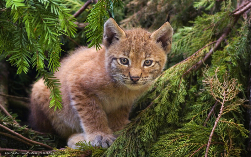 Lynx kitten in evergreen branches