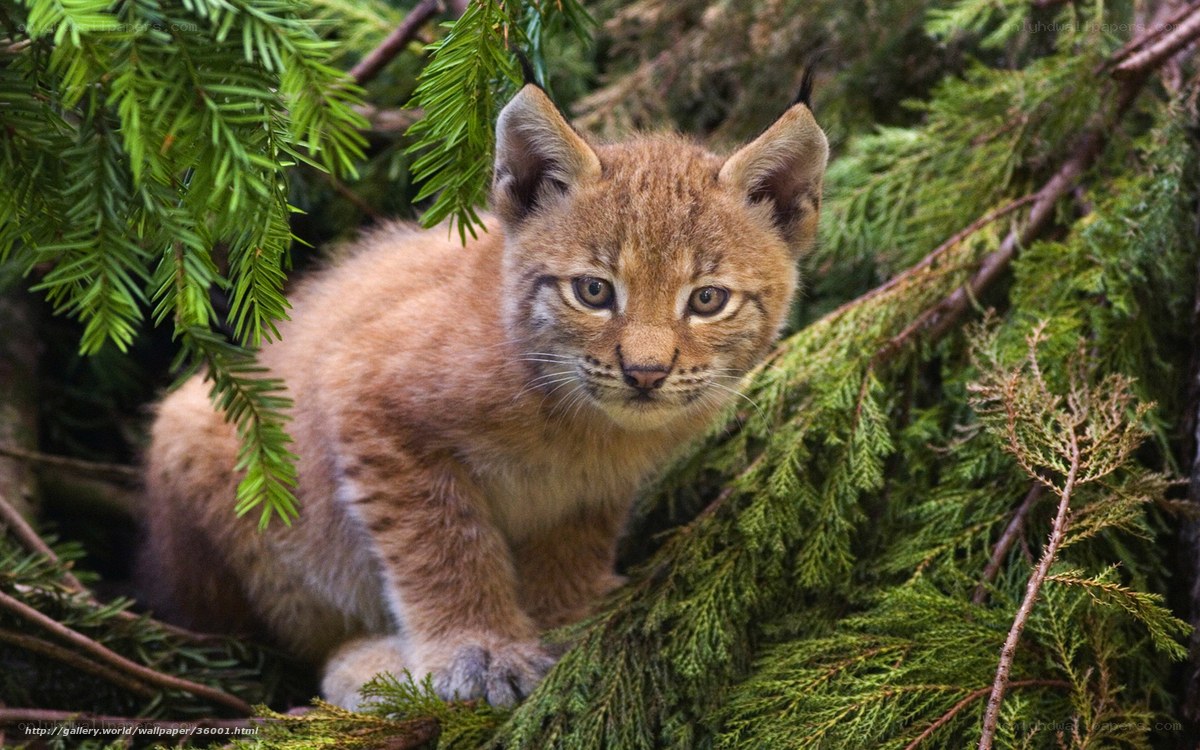 Lynx kitten in evergreen branches