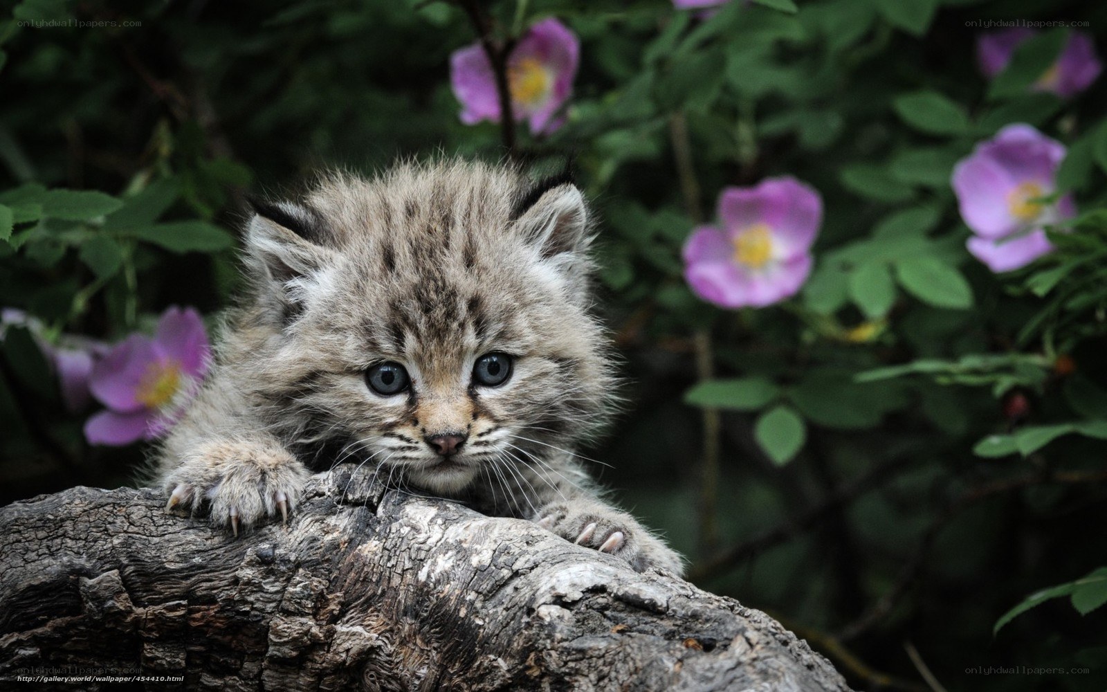 Lynx kitten in flowers