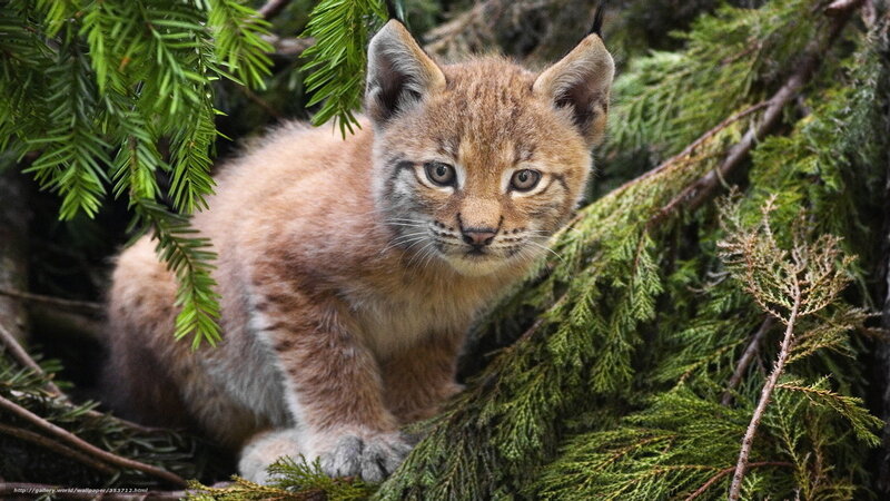 Lynx Kitten in Foliage — Brown, Natural