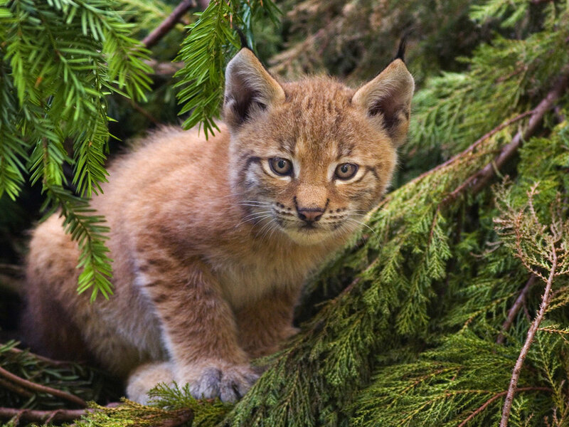 Lynx Kitten in Foliage