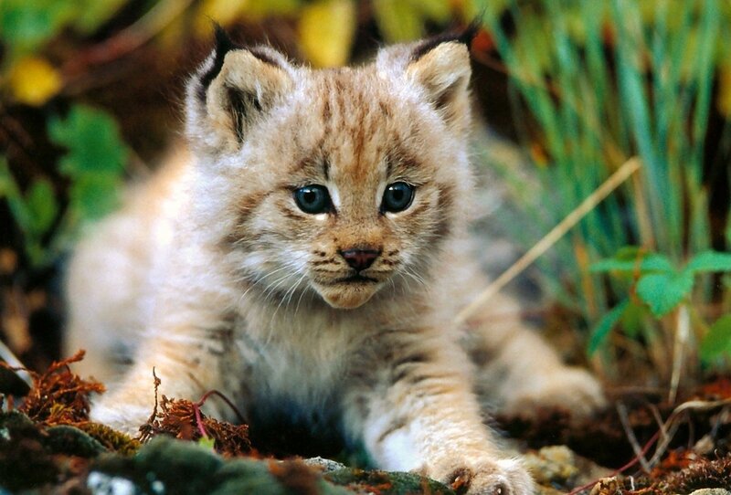 Lynx kitten in forest