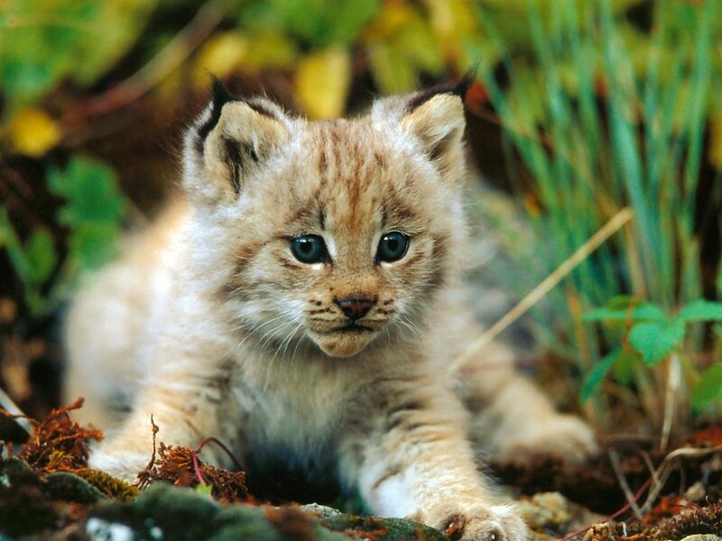 Lynx Kitten in Forest — Brown, Calm, Autumn, Photograph, Forest Floor