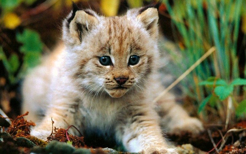 Lynx Kitten in Forest — Brown, Calm, Autumn
