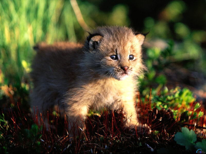 Lynx Kitten in Grass — Brown, Natural