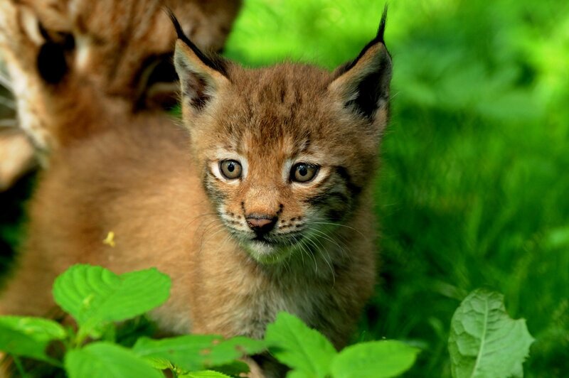 Lynx Kitten in Grass