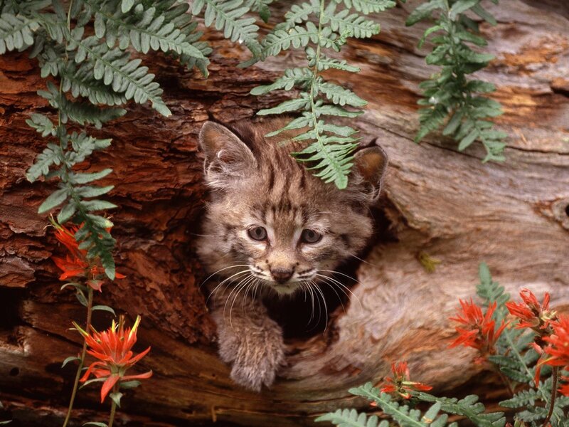 Lynx Kitten in Hollow Log — Brown