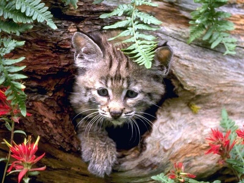 Lynx Kitten in Hollow Log