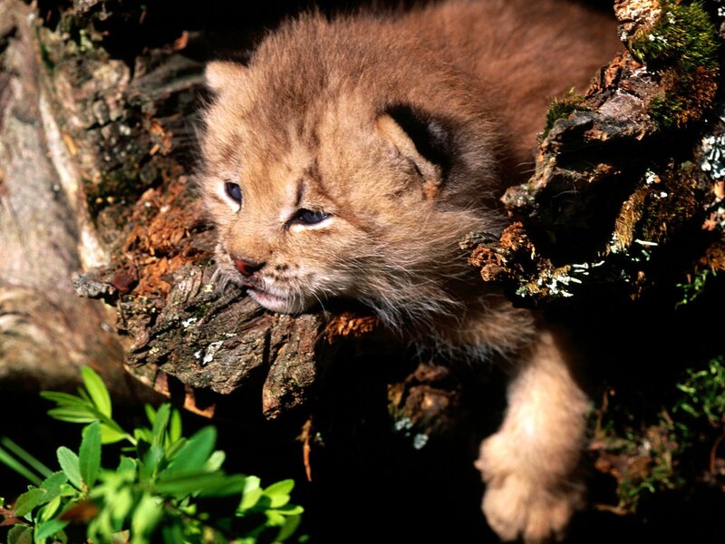Lynx Kitten in Hollow