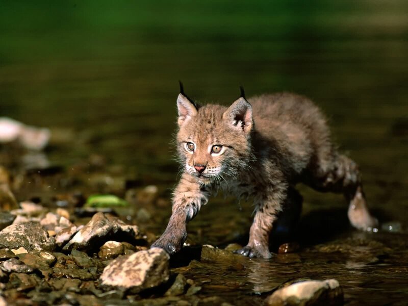 Lynx kitten in stream
